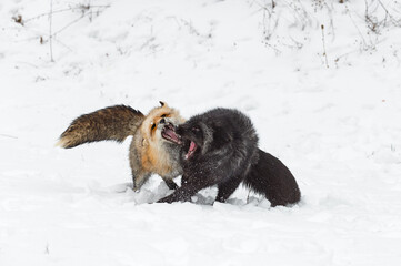 Red Fox and Silver (Vulpes vulpes) Conflict in Snow Teeth Bared Winter