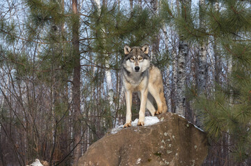 Grey Wolf (Canis lupus) Stares Out From Atop Rock Winter