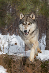 Grey Wolf (Canis lupus) Steps Off of Rock Looking Forward Winter