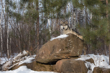 Grey Wolf (Canis lupus) Steps Up Behind Rock Den Winter