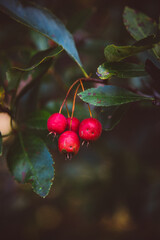 Fall berries 