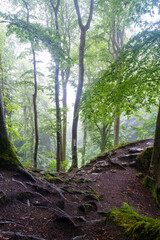 Fototapeta premium Mullerthal Trail in Little Switzerland, Luxembourg