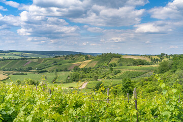 Fototapeta na wymiar Vineyard in region Réimech, Luxembourg