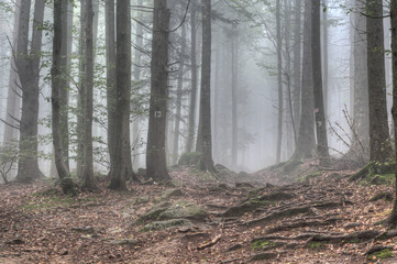 Obraz premium Bumpy hiking trail through the misty Bavarian Forest..