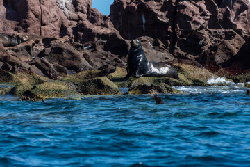 California sea lions (Zalophus californiacus) on Sea of Cortez of Isla 