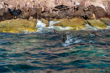 California sea lions (Zalophus californiacus) on Sea of Cortez of Isla 