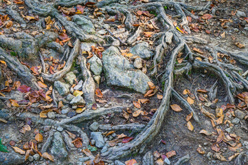 Gnarled tree roots on rocky ground. Even on poor ground, the trees still find a firm hold..