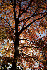 Central Park in fall colors autumn season in new york city 