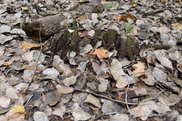 leaves on the ground