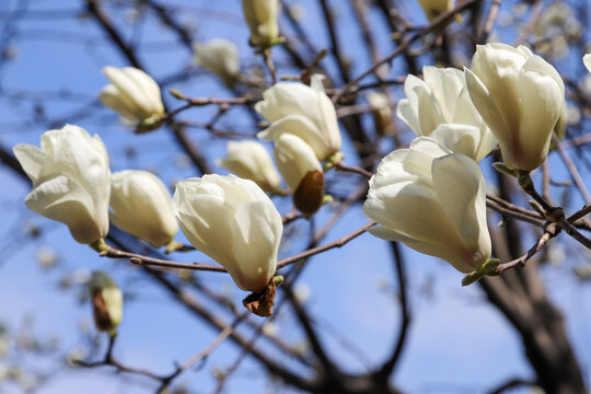 白木蓮の白い花