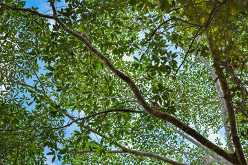 Parque Perla, Nueva Loja, Sucumbios, Ecuador Amazonia