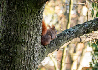 Fototapeta na wymiar Red squirrel
