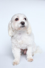 Maltese lapdone on a white background