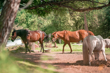 Horses in the yard