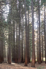 Old Sequoia forest near village of Bogoslov, Bulgaria