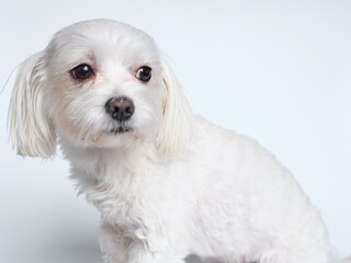 Maltese lapdone on a white background