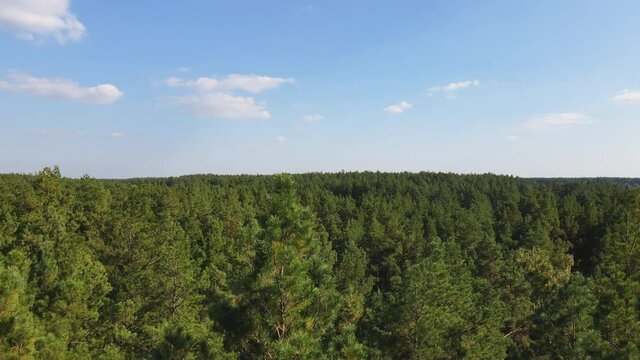 Drone descends from the bottom up in a pine forest. The drone view on beautiful pine forest and blye sky. 4K resolution video.