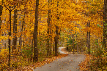 road through autumn leaves in yellow color