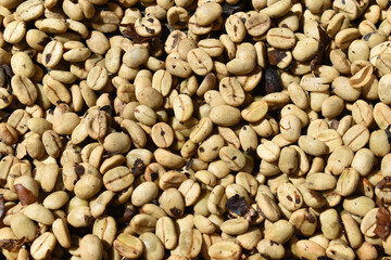 Green coffee beans, before roasting, close-up of natural background