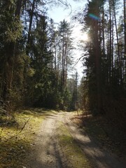 Fototapeta premium path in the woods