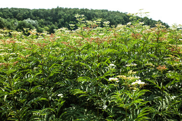 fresh plant valerian flowers Valeriana officinalis with berries. garden valerian, garden heliotrope and all-heal flowers in meadow in summer