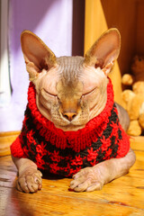 A stylish Canadian Sphynx cat lying on a wooden floor, basking in a sun. A grey bald sphinx kitty...