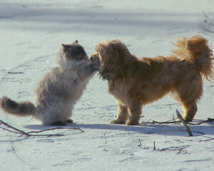 two dogs playing in the snow