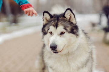 Naklejka na ściany i meble Cute dog on a leash. Dogs in a walk. Winter day