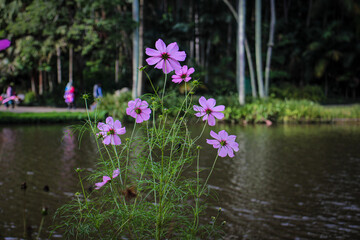 flowers in a pond
