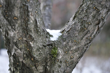 나무에 눈이 내렸습니다.