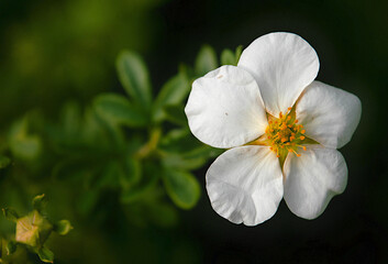 Fototapeta premium white flower in the garden