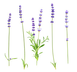 Collection of purple lavender flowers isolated on white background