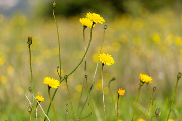 field of yellow flowers, dandelions