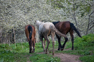 Fototapeta premium rural horses walking into blooming pear orchard in the foothills of almaty mountains in kazakhstan