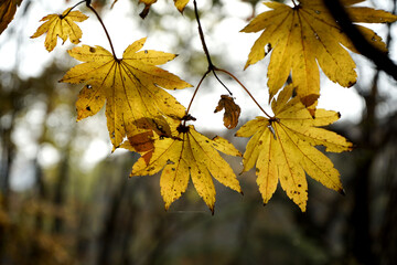 가을풍경인 낙엽 단풍이 아름답게 햇살에 반짝입니다.