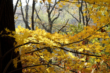 가을풍경인 낙엽 단풍이 아름답게 햇살에 반짝입니다.