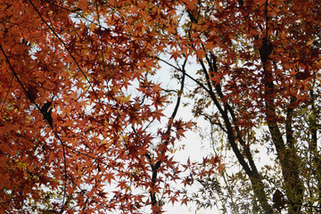 가을풍경인 낙엽 단풍이 아름답게 햇살에 반짝입니다.
