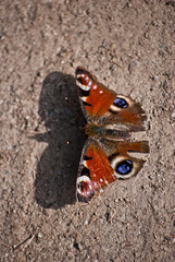 butterfly on the ground