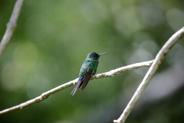 Lindo beija flor tomando agua na natureza.
