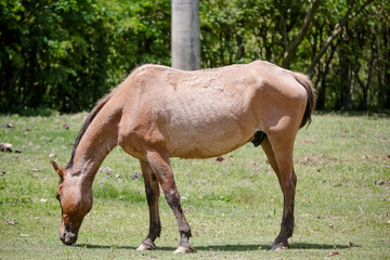 Naklejka na ściany i meble Horse in nature feeding beautiful and with soft hair. 