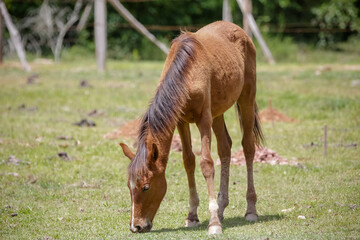 Horse in nature feeding beautiful and with soft hair.
