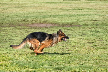 A police sniffing dog at the training for finding drugs, weapons, explosives in bags.