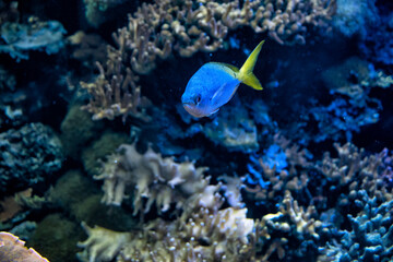 Fototapeta na wymiar A bright sea blue fish on coral background.