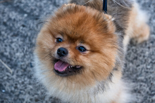 A red Pomeranian spitz dog, close up view.