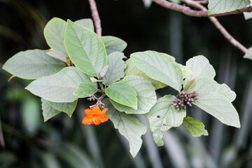 Cordia Sebestena tree 