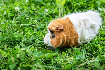 cute adult guinea pig with long hair runs through a meadow with white clover and eats fresh grass in backyard. Walking with pets outdoor in summer