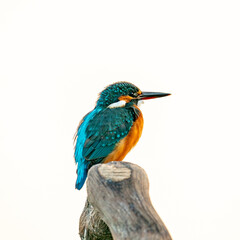 common kingfisher on branch