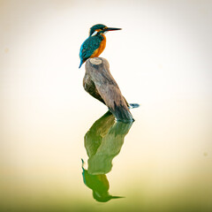 common king fisher on a branch with reflection