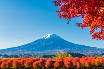 コキアと富士山