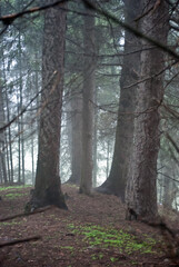 Tian-Shan forest of fir trees under fog